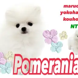 【 ポメラニアン 】毛量たっぷり！ホワイトカラーの極上ポメラニアンくん