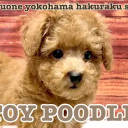 【 トイプードル 】少し困った表情がポイント!小さめサイズトイプードルくん