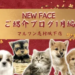 【 お知らせ 】大注目!志村坂下店の新入店したワンちゃんネコちゃんをご紹介!