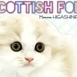 【 スコティッシュフォールド 】ふわっとボリューミーな優しき丸顔癒し系男子