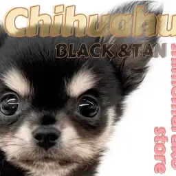 【 チワワ 】小さなアイドル登場!温厚で人懐っこいブラックタンカラーの男の子!