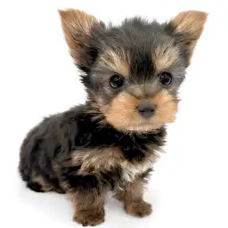 ヨークシャーテリア