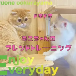 【 サイベリアン 】フレンドリーなネコちゃんになるためのトレーニング開始!