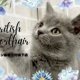 【 ブリティッシュショートヘア 】宝石のように輝く瞳を持った超丸顔の男の子登場!