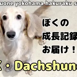 【 カニンヘンダックスフント 】絶賛トレーニング中なぼくの成長記録をお届け!