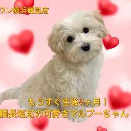 【 MIX 】まもなく生後4ヶ月！胴長短足が際立つマルプーちゃん！