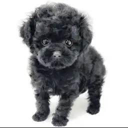 トイ・プードル