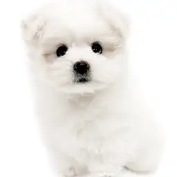 MIX（ポメラニアン×マルチーズ）