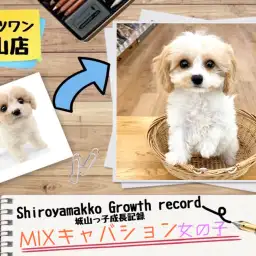 【 MIX 】キャバションの城山っ子成長報告！2025年1月26日