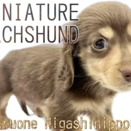 【 ミニチュアダックスフント 】チョコタンカラーが美しい胴長短足の温厚な男の子!