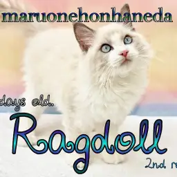 【 ラグドール 】2回目のワクチン終了！生後102日を迎えたイケメンニャンコ！