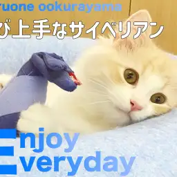 【 サイベリアン 】おもちゃ大好き!一人遊びもお茶の子さいさいサイベリアン!