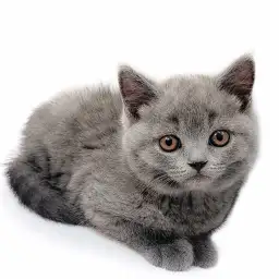 ブリティッシュショートヘア