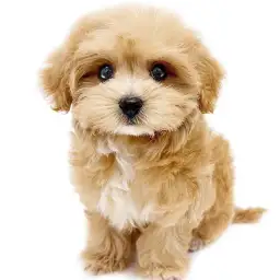 MIX（マルチーズ×トイプードル）