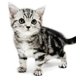 アメリカンショートヘア