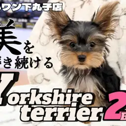 【  ヨークシャーテリア 】生後3ヶ月!美しさに拍車をかけるヨーキーの成長記録!