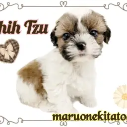 【 シーズー 】愛すべき鼻ぺちゃまんまるフェイス！おっとりマイペースな男の子