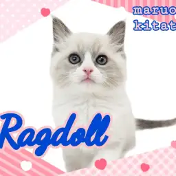 【 ラグドール 】超がつくほどの甘えん坊！母性本能をくすぐる男の子