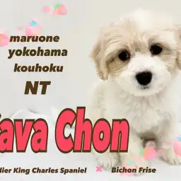 【 キャバション 】大人気MIX犬!むっちりボディのリアルぬいぐるみ