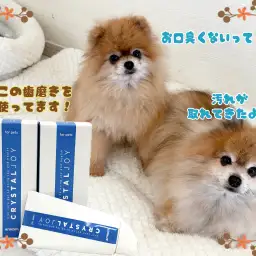 【 クリスタルJOY 】歯磨きチャレンジ！経過報告です！