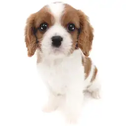 キャバリア・キングチャールズ・スパニエル
