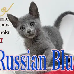 【 ロシアンブルー 】人懐こくてスタイリッシュ!青い美麗な男の子