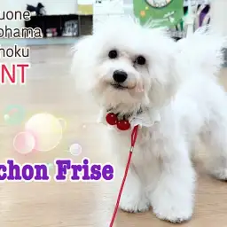 【 ビションフリーゼ 】愛されキャラのビションちゃん、生後5ヶ月の姿を公開！