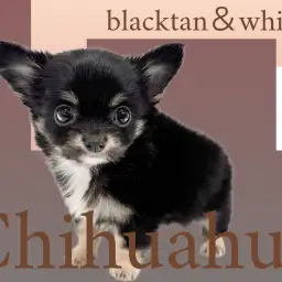 【 チワワ 】キリっとしたマロ眉!大人気な小さめサイズのブラタンチワワ!