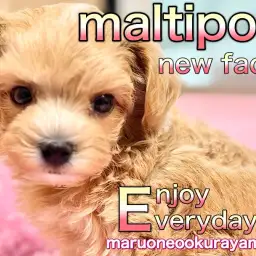 【 マルプー 】はじめまして！クリスマスに誕生したプリンセスなの！