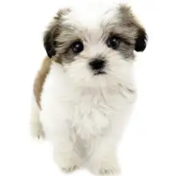 MIX（マルチーズ×シーズー）