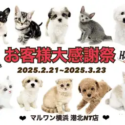 【 お客様大感謝祭開催中 】可愛いワンニャン勢揃い!港北NT店で素敵な出会いを
