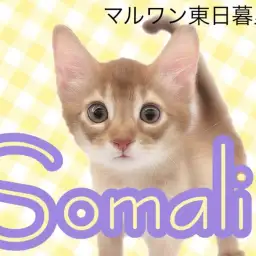 【 ソマリ 】鮮やかレッドカラーの超甘えん坊！子ライオンのような子猫ちゃん