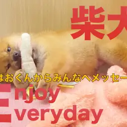 【 柴犬 】くま系丸顔な、しばおくんより皆さんにメッセージ!