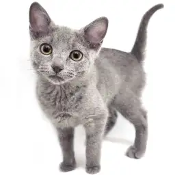 ロシアンブルー