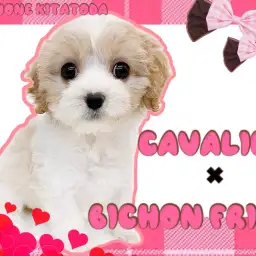 【 MIX 】オンリーワンな可愛さを持つ奇跡のmix、キャバションが降臨！