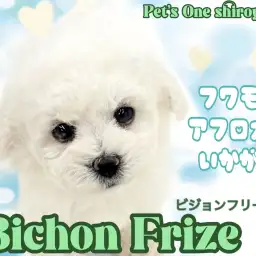 【 ビションフリーゼ 】フワフワ純白天使が城山店にやってきたよ^_^