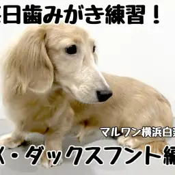 【 カニンヘンダックスフント 】毎日歯みがき練習!Kダックスくん編