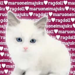 【 ラグドール 】究極の癒し系ニャンコ!聖夜に生まれた目ヂカラ最強の美少女降臨!