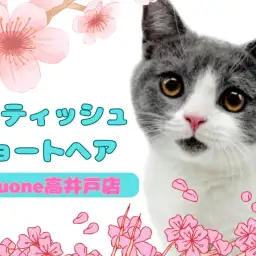 【 ブリティッシュショートヘア 】ハチワレがチャーミング！愛嬌のある男の子入店！