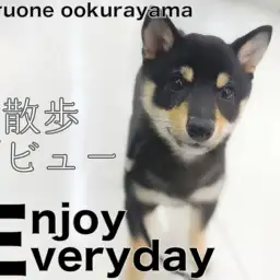 【 豆柴 】不動柴・塩対応・柴距離を披露?!ドキドキお散歩デビュー!