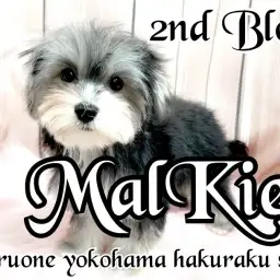 【 MIX 】唯一無二のミックス犬!フレンドリーなマルキーちゃんの成長記録