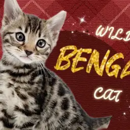 【 ベンガル 】東川口店久々の登場!ワンランク上の美しすぎる柄にご注目!