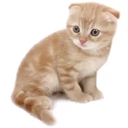 スコティッシュフォールド