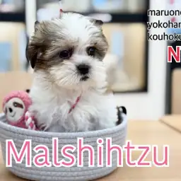 【 マルシーズー 】人見知りゼロ！とってもフレンドリーなマルシーズーちゃん登場