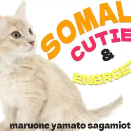 【 ソマリ 】ベイビーチャンピオンは伊達じゃない！圧巻の容姿と懐こい性格を紹介！