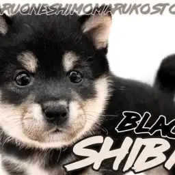 【 柴犬 】凛々しさと愛らしさを兼ね備えた小熊フェイスの希少な黒柴の男の子!