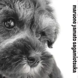 【 ミニチュア・シュナウザー 】抜群の人懐っこさと賢さを兼ね備えた犬界の博士！