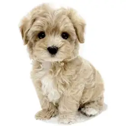 MIX（マルチーズ×トイプードル）