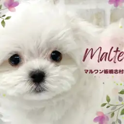 【 マルチーズ 】不動の人気を誇る純白の天使!小さめサイズのマルチーズをご紹介!