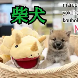 【 柴犬 】むっちりボディの大和男児、柴犬くんが登場